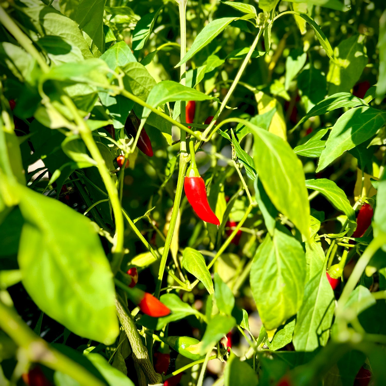 Ironwood Inferno Hot Sauce